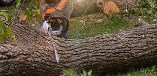 Professional Tree Services in Footville, WI